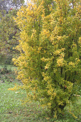 Pomegranate tree with beautiful yellow leaves in autumn. Punica granatum in autumn in the garden