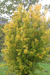 Fototapeta premium Pomegranate tree with beautiful yellow leaves in autumn. Punica granatum in autumn in the garden