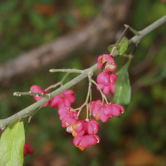 Euonymus europaeus tree with pink and orange fruit on branch also called spindle tree or winter creeper 