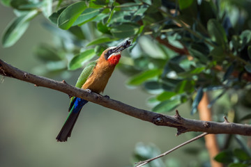 White fronted Bee eater eating insect in Kruger National park, South Africa ; Specie Merops bullockoides family of Meropidae