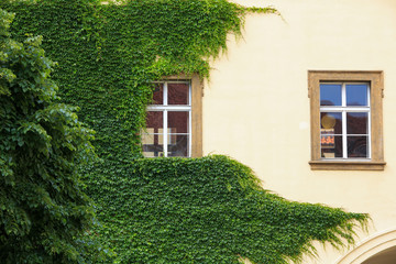 Green ivy on the wall of a house in summer.