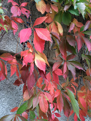 Red and green virginia creeper with dark blue  berries  ( Parthenocissus quinquefolia) on a white...
