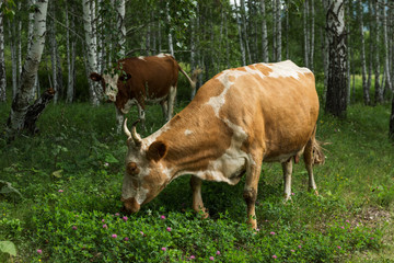 cow in the forest among birches eats grass