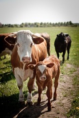 Fototapeta na wymiar Cows in Gotland, Sweden
