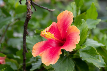 ハイビスカス