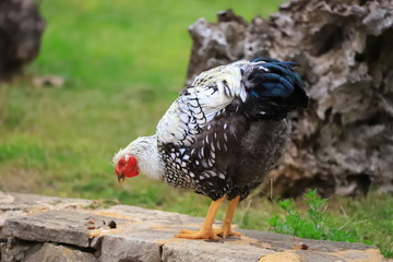 Obraz premium Black-and-white chicken walks around the yard, close-up