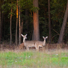 Two yearlings and their doe