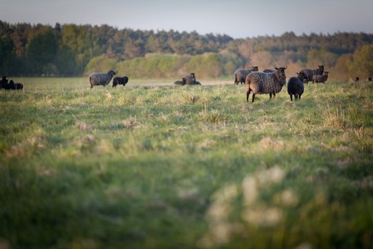 Sheep In Gotland, Sweden