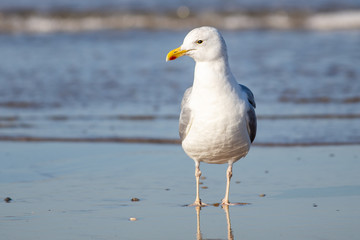 Gull standing on the beach