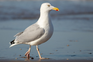 Fototapeta na wymiar Gull walking on the beach of Texel, the Netherlands.