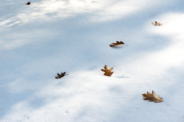 oak leaves in the snow