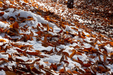 red autumn leaves on the snow