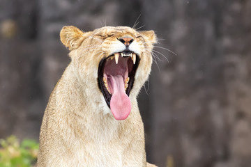 Lion with his mouth wide open