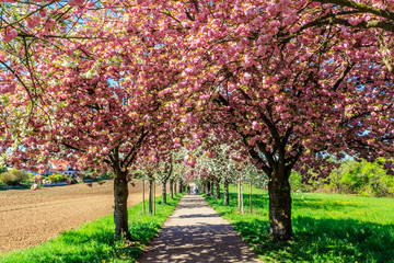 Wonderful scenic rows of blossoming cherry sakura trees and green lawn in spring, Germany. White...