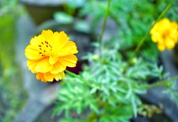 yellow flower