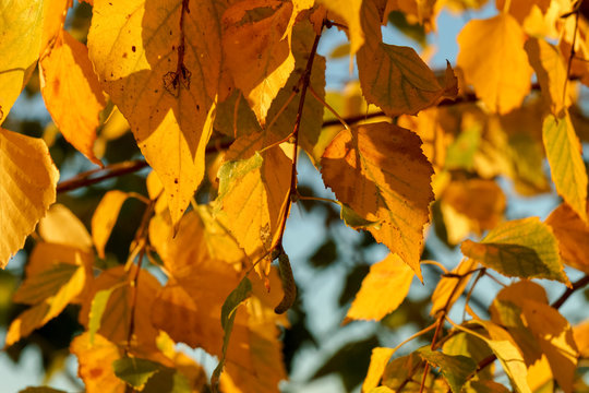 autumn birch leaves on tree