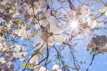 Flowering dogwood white flowers in bokeh light. Spring blossom background with Cornus florida flowers.  