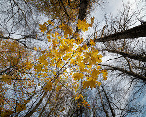 yellow tree in autumn