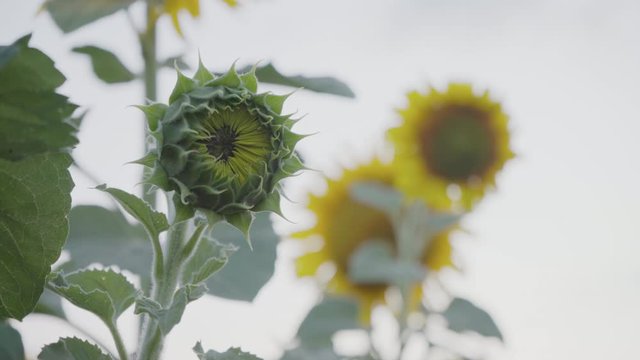 Unbudded Sunflower Growing In The Field. Sunflower field at sunset. Blooming sunflowers. Unblown. Jonah. Organic product. A bountiful harvest. Agricultural business.