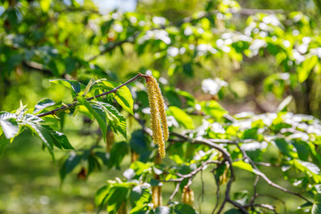 Ostrya carpinifolia ( European hop hornbeam ) Natural twig with green leaves and Spring catkins,  close up. Spring nature sunny background with bokeh light. Flowering Hop Hornbeam tree, close up