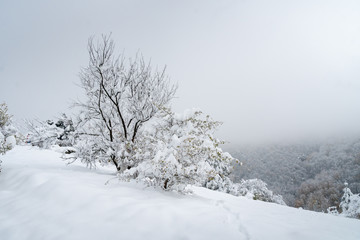 Fototapeta premium trees in the snow