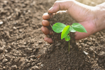 Men's right hand planting seedlings into the soil, ecology concept.