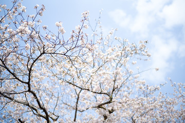 桜