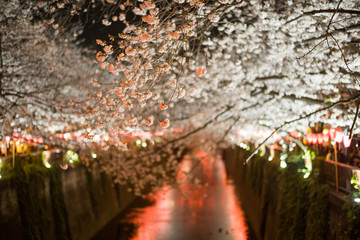 目黒川の桜並木