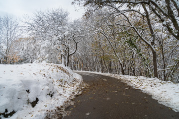 snowy road in Kislovodsk park
