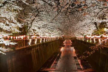 目黒川の桜並木