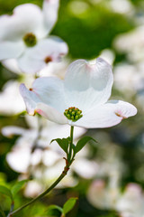Flowering dogwood white flowers in bokeh light. Spring blossom background with Cornus florida flowers.  