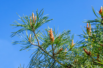 Pine piney flowering branches on blue sky background, copy space, text place. Green forest in early spring, sunny day frame