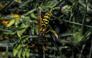 Wingless Paper Wasp