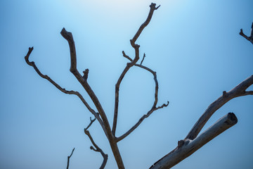 日差しを受ける木々