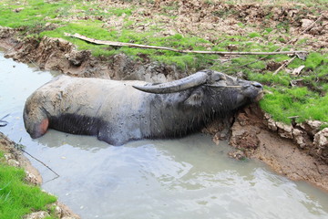Asian Water buffalo