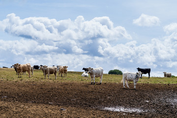 A panorama of a landscape with a yellow grassland on a hill and a herd of cows against a cloud filled sky in the summer in Cornwall England UK