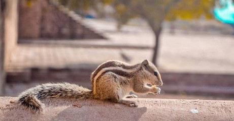 squirrel eating a nut
