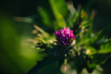 purple flower