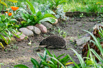 Hedgehog (Erinaceus europaeus) walking through flowerbeds in backyard, Brandenburg, Germany