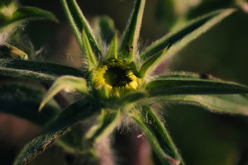 yellow flower