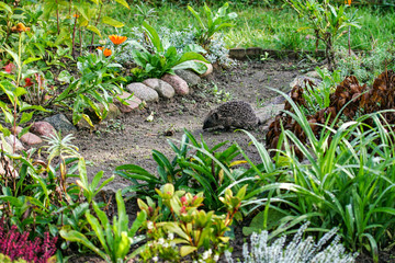Hedgehog (Erinaceus europaeus) walking through flowerbeds in backyard, Brandenburg, Germany © Martin Grimm