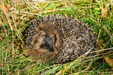 Hedgehog (Erinaceus europaeus), rolled up in meadow, Brandenburg, Germany