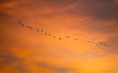 Flock of geese flying in migration through a golden sunset over a rural landscape and countryside with trees silhouetted