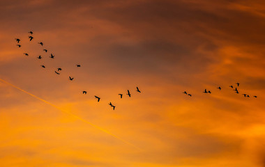 Flock of geese flying in migration through a golden sunset over a rural landscape and countryside with trees silhouetted