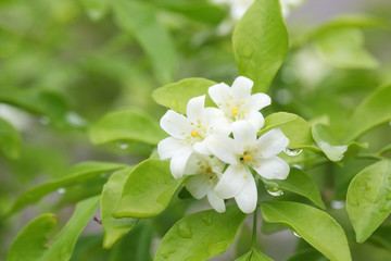 close up of beautiful orange jasmine flower with green background