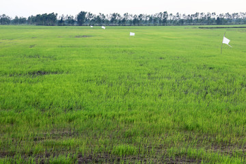 landscape field of green rice plantation