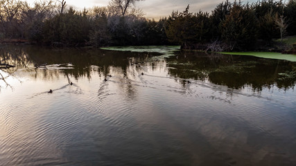 Sunset over rural countryside pond reflecting trees and clouds as ducks and geese swim