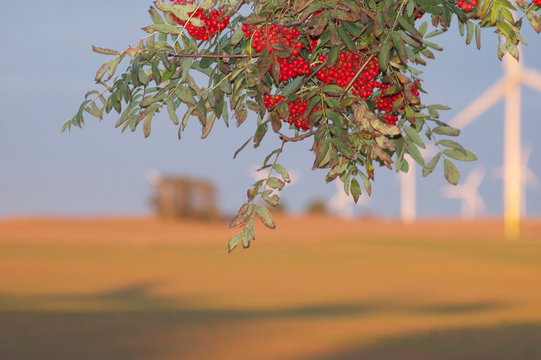 Maulbeerbaum