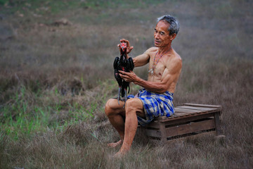 Fototapeta premium Uncle cleaning a rooster of a fighting breed, or one bred and trained for fighting