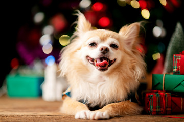 cute brown chihuahua dog happy wearing christmas costume with decorating christmas tree and box present on wooden floor